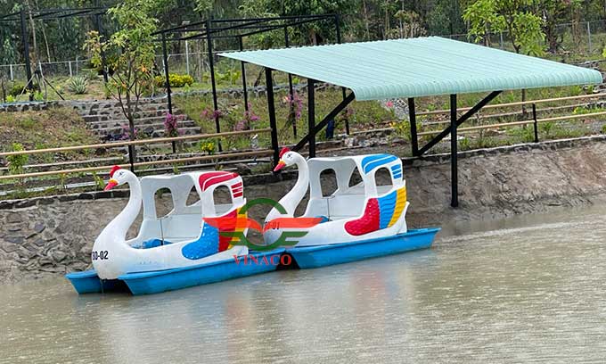 thiên nga đạp nước ở bình dương