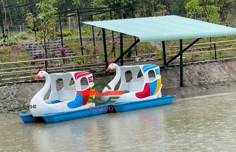 thiên nga đạp nước ở bình dương