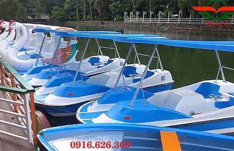 8 thiên nga đạp nước ở Thanh Hóa