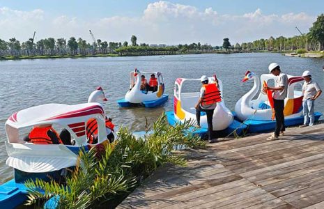 5 thiên nga đạp nước tại Long An