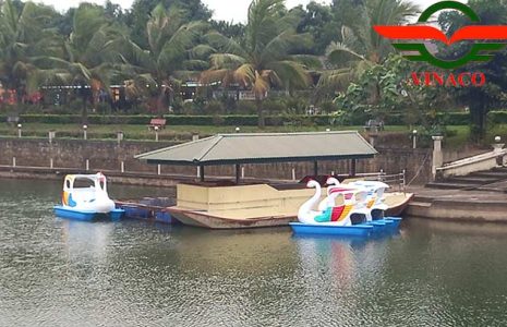 thiên nga đạp nước ở Thái Bình 1