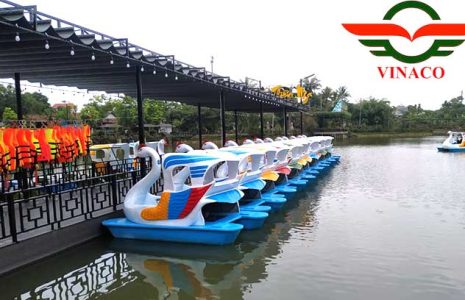 Thiên nga đạp nước ở trà vinh