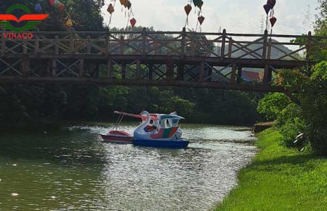 thiên nga đạp nước ở Quảng Ninh 4